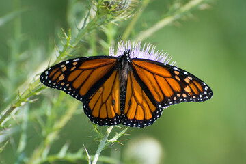 Fototapeta na wymiar Butterfly 2020-75 / Monarch butterfly (Danaus plexippus)
