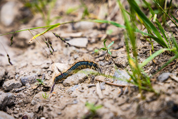 mountain caterpillar