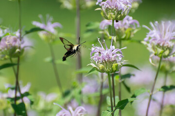 Butterfly 2020-76 / Snowberry Clearwing (Hemaris diffinis)