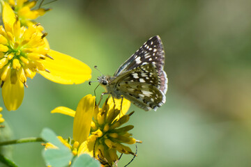 Butterfly 2020-77 / Checkered-Skipper (Pyrgus communis)