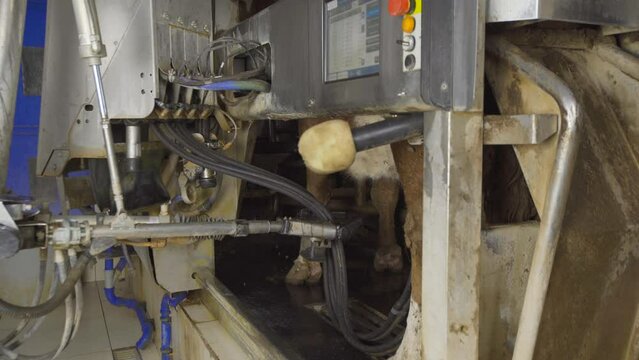 State of the art milking machine.
A device that automatically finds the udder of the cow and milks it.
