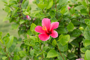 Blossom of red hibiscus flower on tree