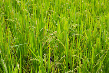 Rice plant in rice field.