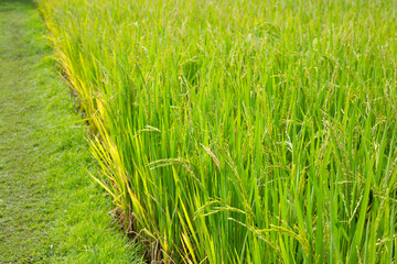 Rice plant in rice field.