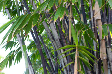 Phyllostachys nigra (Black Bamboo) in the garden