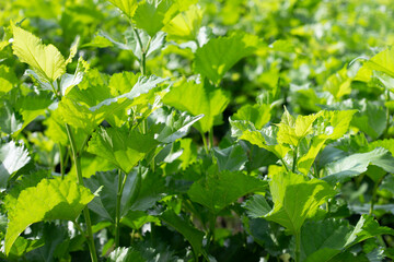 Fresh green leaves of mulberry tree in the garden