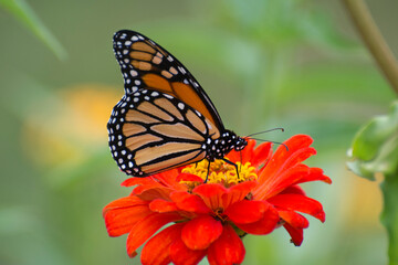 Fototapeta na wymiar Butterfly 2020-78 / Monarch butterfly (Danaus plexippus)