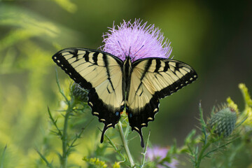Butterfly 2020-79 / Tiger Swallowtail (Papilio glaucus)