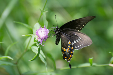 Butterfly 2020-80 / Spicebush Swallowtail (Papilio Troilus)