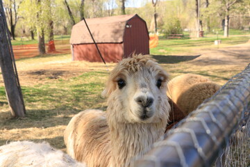 Brown Alpaca with Ears Down Greeting Visitor with Red Barn in Background