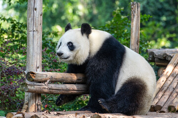 Obraz premium Giant panda in Chengdu city Sichuan province, China.