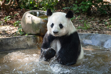 Giant panda in Chengdu city Sichuan province, China.