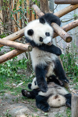 Obraz premium Giant panda in Chengdu city Sichuan province, China.