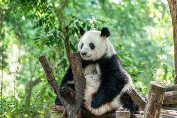 Fototapeta na wymiar Giant panda in Chengdu city Sichuan province, China.