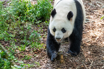 Obraz na płótnie Canvas Giant panda in Chengdu city Sichuan province, China.