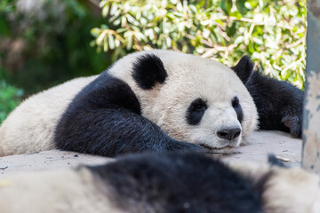 Giant panda in Chengdu city Sichuan province, China.