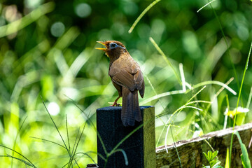 囀るガビチョウ
