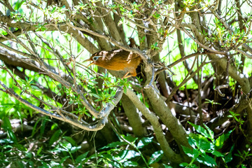 囀るガビチョウ