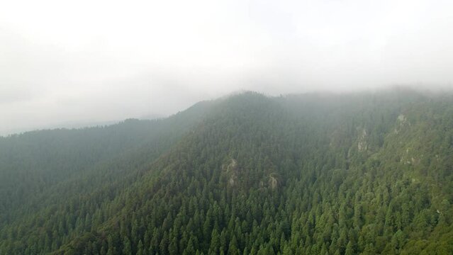 drone shot towards the densest area of the forest south of mexico city