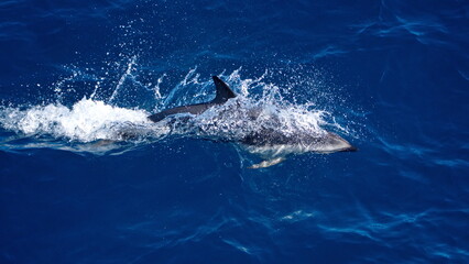 Dusky dolphin (Lagenorhynchus obscurus) in the Atlantic Ocean, off the coast of Argentina © Angela