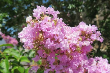 Pink lagerstroemia flowers in Florida nature, closeup 