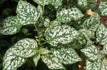Green and white hypoestes leaves in Florida zoological garden, closeup