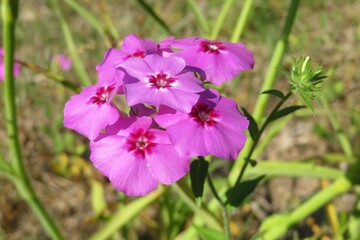 Beautiful purple flowers in the meadow, close-up 