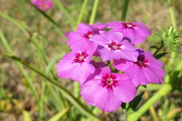 Pink flowers in the meadow, closeup