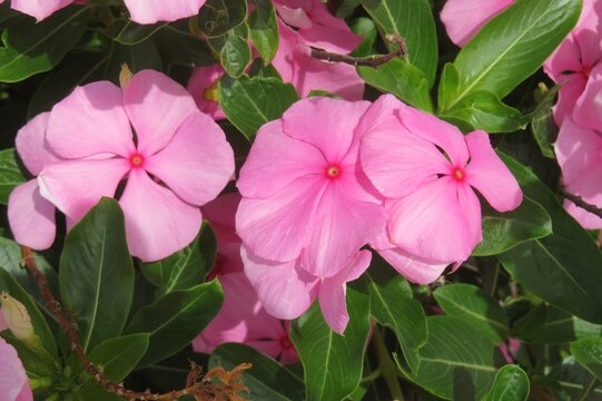 Beautiful pink periwinkle flowers in Florida zoological garden, closeup