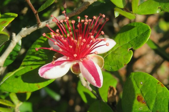 Beautiful red feijoa flower, closeup