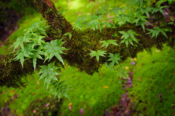 Ang Ka Luang Nature Trail is an educational ecosystem nature trail inside a rainforest on Doi Inthanon National Park in Chiang Mai, Thailand.