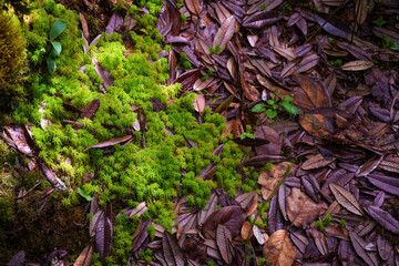 Ang Ka Luang Nature Trail is an educational ecosystem nature trail inside a rainforest on Doi Inthanon National Park in Chiang Mai, Thailand.
