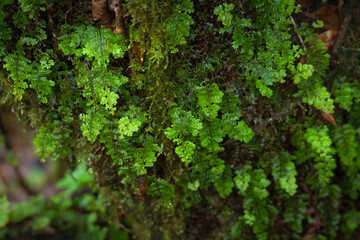 Ang Ka Luang Nature Trail is an educational ecosystem nature trail inside a rainforest on Doi Inthanon National Park in Chiang Mai, Thailand.