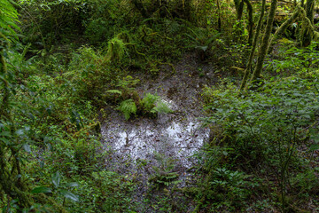 Obraz premium Ang Ka Luang Nature Trail is an educational ecosystem nature trail inside a rainforest on Doi Inthanon National Park in Chiang Mai, Thailand.
