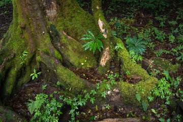 Ang Ka Luang Nature Trail is an educational ecosystem nature trail inside a rainforest on Doi Inthanon National Park in Chiang Mai, Thailand.