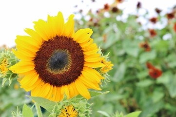 Obraz premium 向日葵の花 夏のひまわり畑