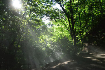 Obraz premium 木漏れ日