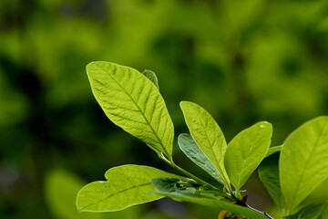 Spring of Green Leaves