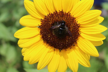 Sun flower and a carpenter bee, ひまわりとタイワンタケクマバチ 