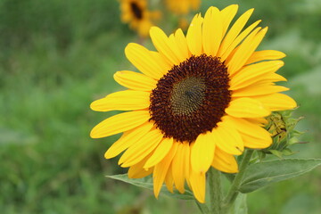 Tourne soleil, Sun flower, ひまわり