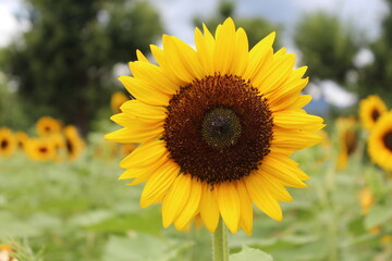 Tourne soleil, Sun flower, ひまわり