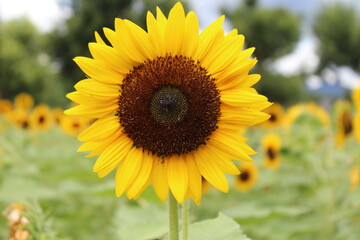 Tourne soleil / Sun flower / ひまわり