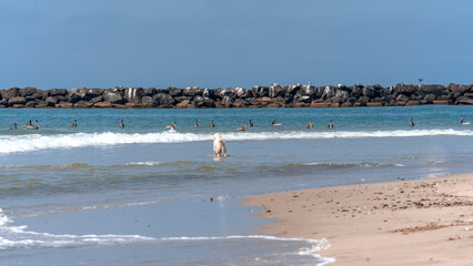 White retriever dog watching many pelicans shorebirds in the ocean behind the waves, who are watching the dog in the water near the beach