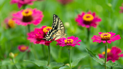 Fototapeta na wymiar 꽃과 나비