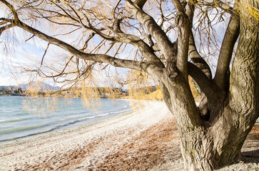 Big winter tree near a beautiful beach at South Island, New Zealand.