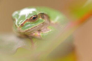 考えるあまがえる