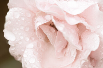 Blooming pale pink rose with rain drops macro