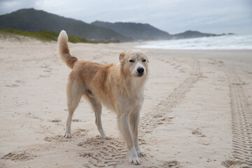 dog playing on the beach