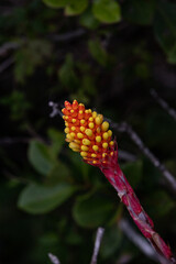 red and yellow flower in brazil