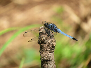 dragonfly on a branch